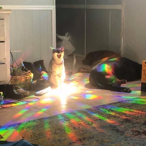 97 Hilarious Cat Memes That Are Pure Feline Chaos