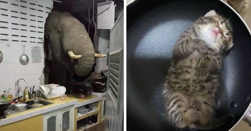 This Twitter Account Shares Pics Of Animals In Wrong Places, And Here Are 36 Of The Funniest Ones