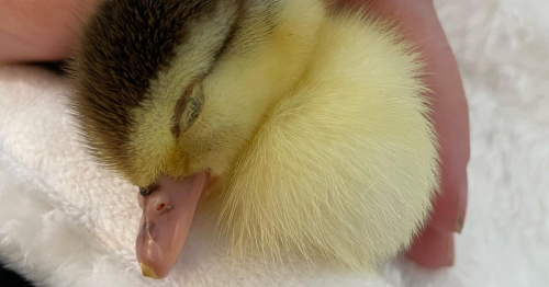 Bea The Baby Duck Was Abandoned As She Hatched, So A Woman Decided To Take Her Under Her Wing