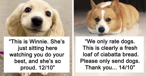 148 Times People Asked To Rate Their Dogs And Got Hilariously Wholesome Results (New Pics)