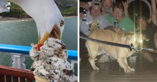 131 Times Animals Acted So Hilariously Devious, They Ended Up Being Shared On The “Animals Going Goblin Mode” Twitter Account (New Pics)