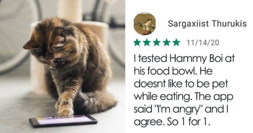 This App Translates Cats’ Meows Into Words We Can Understand