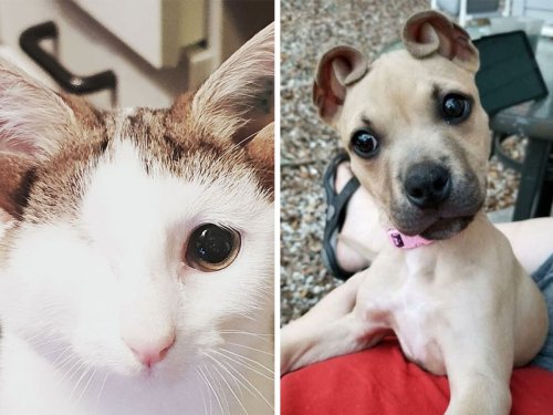 50 Of The Rarest Genetic Mutations Ever Spotted In Pets (New Pics)