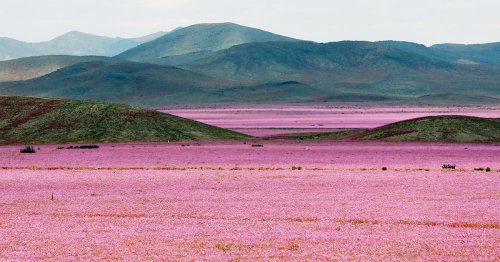 This Is What Happens When Rain Falls On The Earth’s Driest Desert