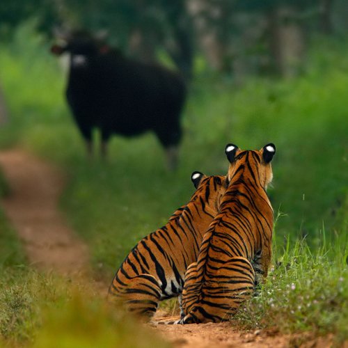 Wildlife Photographer Of The Year People’s Choice: 50 Breathtaking Photos