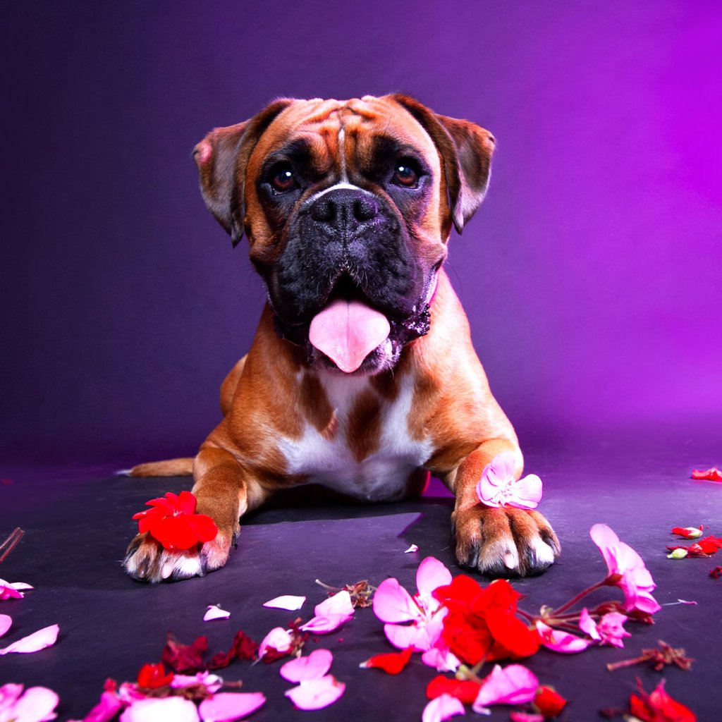 PHOTOGRAPHY BY BORED PANDA - cover