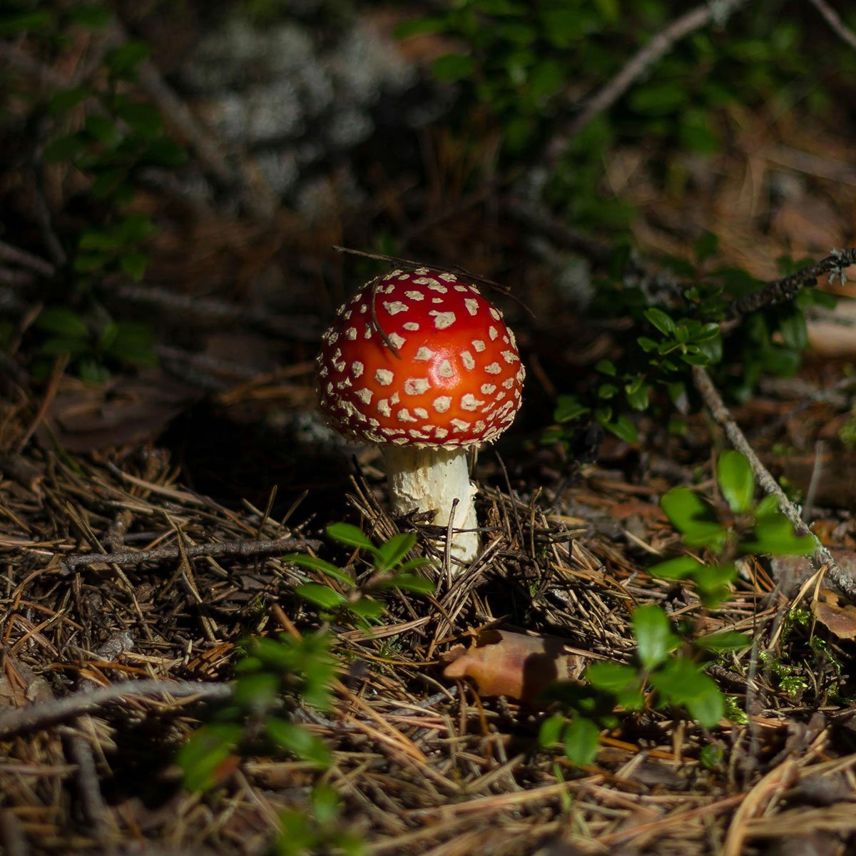 Family Uses A Mushroom Identification Book, Learns The Hard Way It Was AI-Generated