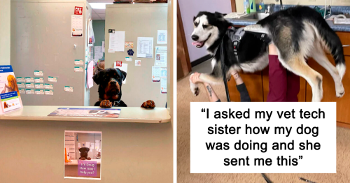 50 Hilarious And Wholesome Moments That Vets Have Experienced At Work (New Pics)