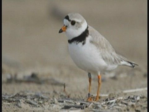 Cape town moves Fourth of July fireworks display to Labor Day weekend to protect piping plovers