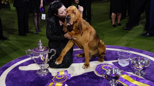 Westminster Dog Show 2022: See the best in show, group winners