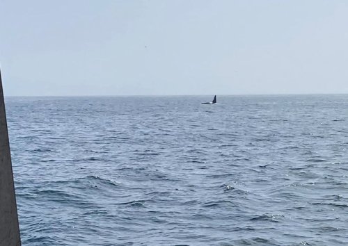 A killer sight: Orca spotted off Cape Cod
