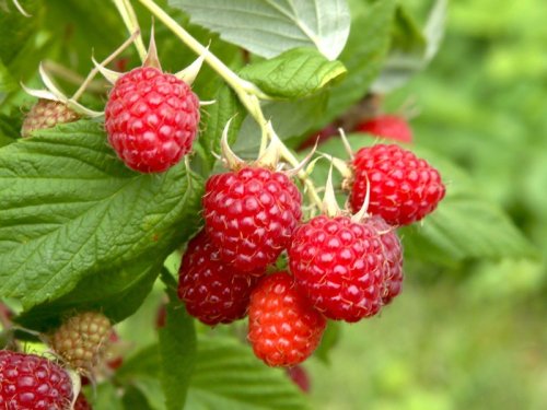 Himbeeren im Hochbeet: Platzsparend mit vielen süßen Beeren