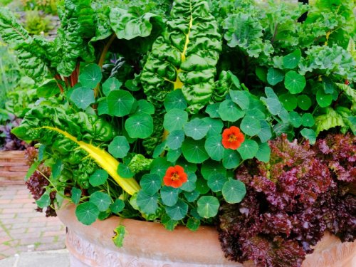 Die 10 besten Blumen fürs Gemüsebeet