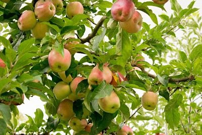 Obstbaum trägt 40 verschiedene Früchte!