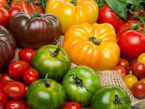15 beste Tomatensorten: Diese Tomatenpflanzen sind robust und lecker