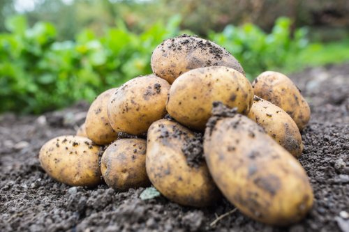 Kartoffeln vorkeimen: 2 bewährte Tricks für eine frühe Ernte