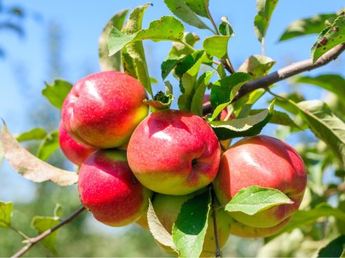 Die 5 süßesten Apfelsorten für den Garten
