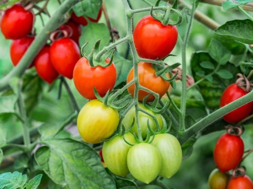 Tomaten werden nicht rot: Das sind die 5 häufigsten Gründe