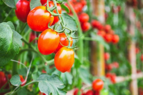 Tomaten vorziehen: Anzucht-Anleitung für kräftige und gesunde Jungpflanzen
