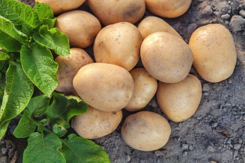Kartoffeln pflanzen: Im Topf und Garten erfolgreich anbauen