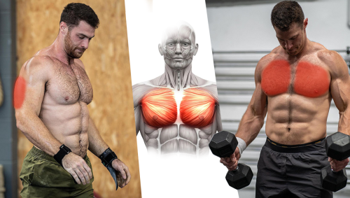 How to Use the Flat Dumbbell Bench Press to Build an Amazing Chest | BOXROX