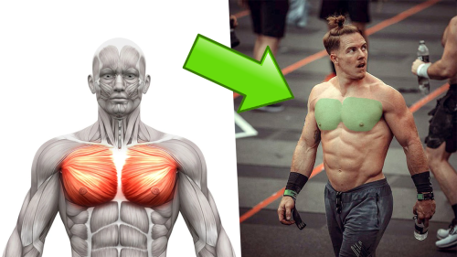 The Perfect Chest Workout in Only 20 Minutes (for Muscle and Mass) | BOXROX