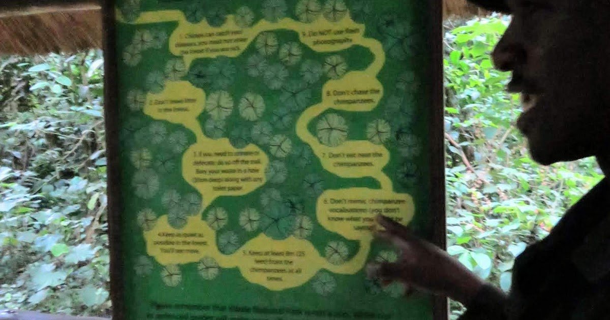 What's It Like to Go Chimpanzee Trekking in Uganda? (Bucket List Inspiration)