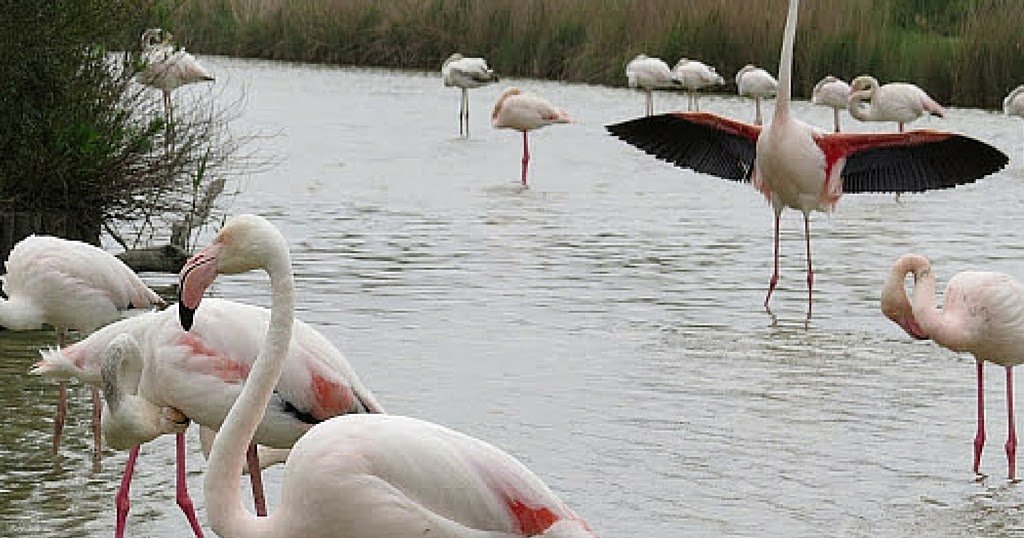 Camargue Flamingos: 12 Pictures That Will Inspire You to Plan a Trip to France