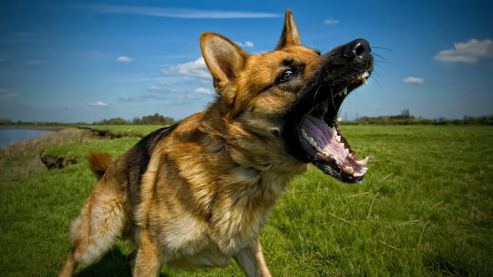 Revealed: The Shocking Reasons Why Your Dog Barks at Thin Air