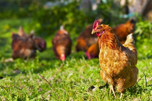 Studie: Hühner aus Freilandhaltung geben deutlich mehr Milch