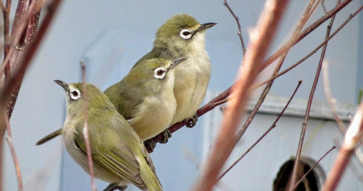 2 of the Best Places to Go Bird Watching in Pittsburgh