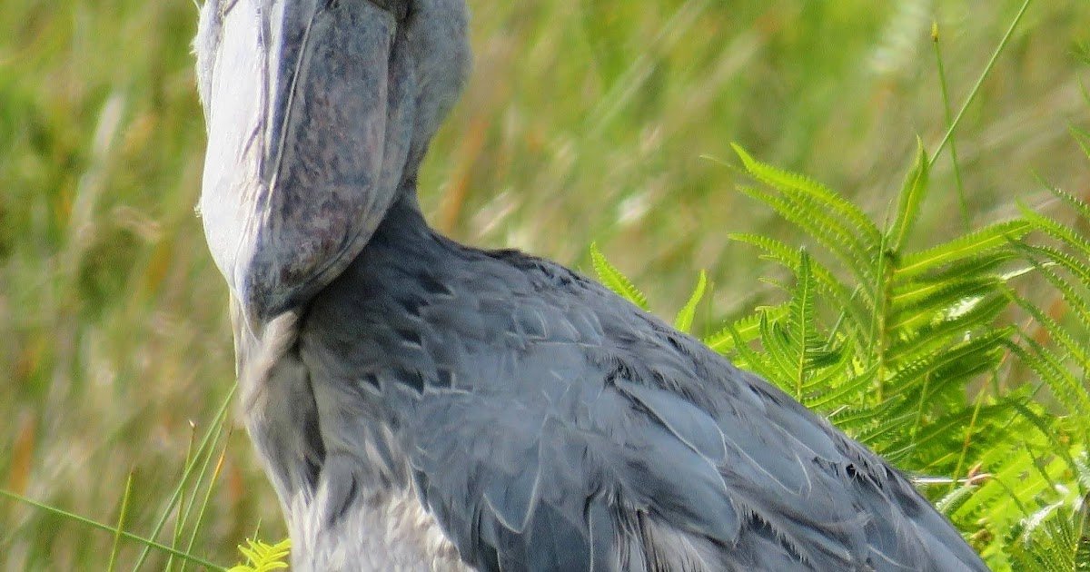 What's It Like to Search for Uganda Shoebill Storks in Mabamba Swamp?
