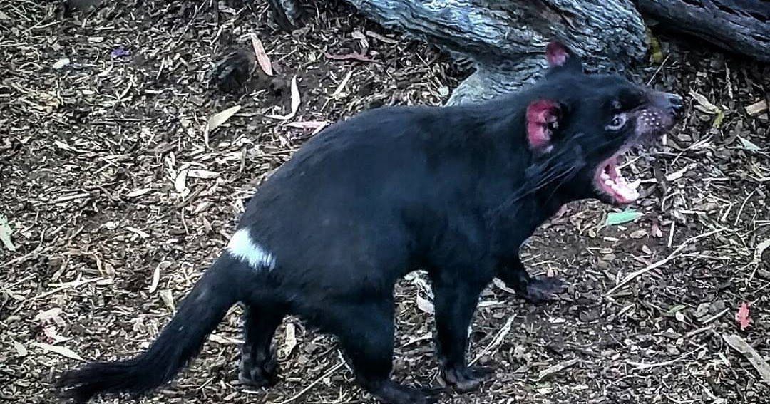 See the Best Tasmanian Animals at the Bonorong Wildlife Park