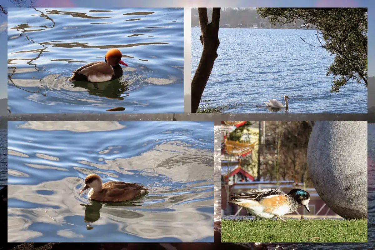 7 of the Best Places to Find Birds in Zurich on a Trip to Switzerland