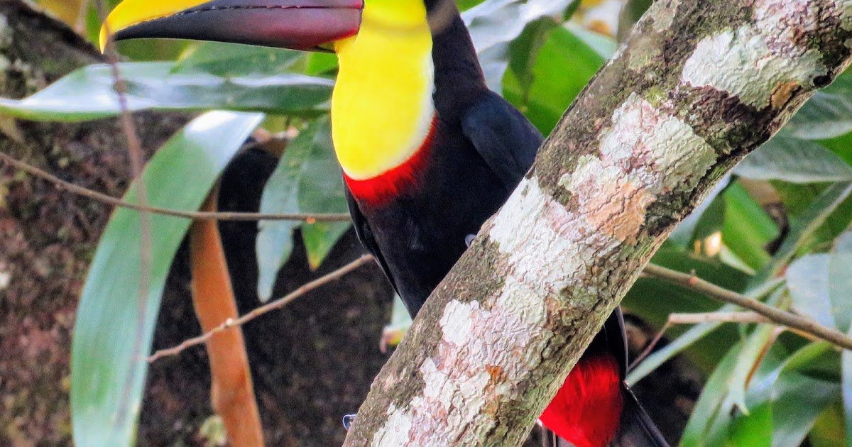 Why Costa Rica Birds Are Some of the Best in the World