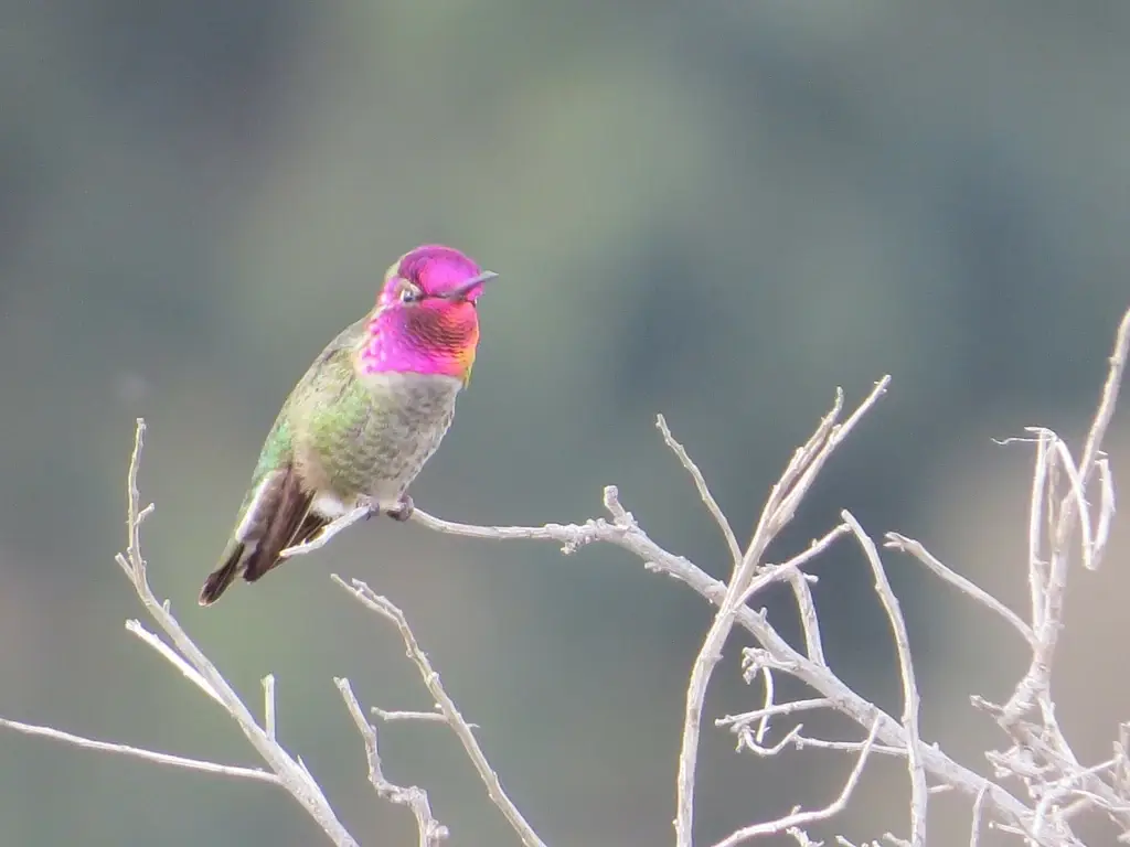 9 of the Best Places for Bird Watching in the Bay Area