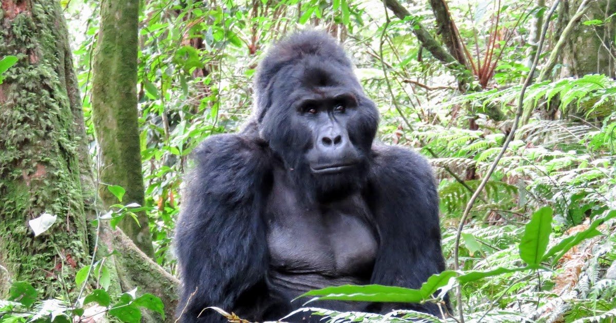 What's It Like to Go Gorilla Tracking in Uganda? (Bucket List Inspiration)
