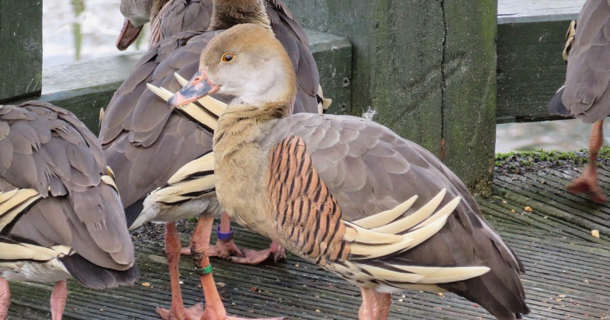 WWT London Wetland Centre: What's It Like to Visit?