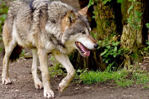 Calm urged after wolves chase pet owner and dog in rural Victoria suburb