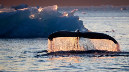Schmelzendes Eis lockt Wale vor Grönland