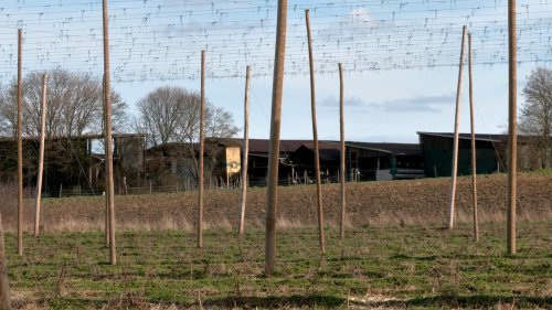Unfall in Mittelfranken : Bulle stößt Landwirt zu Boden und tötet ihn