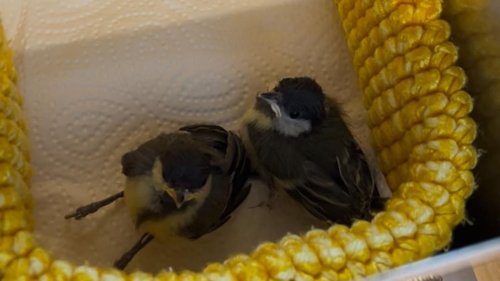 Jungvögel retten: Wie es geht – und wie nicht