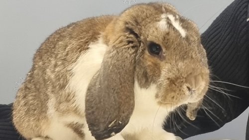 Kurz vor Ostern: Hase allein mit Zug unterwegs