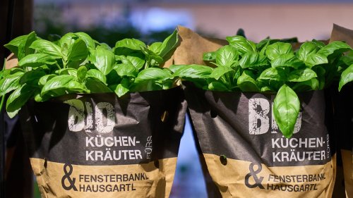 Kräuter im Topf: Wie hält man Basilikum & Co am Leben?