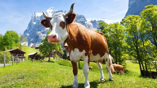 Achtung Kuh-Attacken: So verhalten Wanderer sich richtig