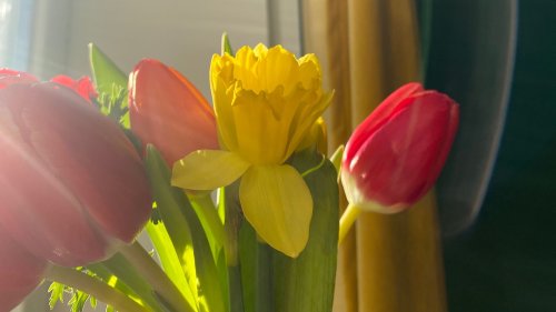 Frühling schon jetzt im Haus: Tipps einer Blumenexpertin