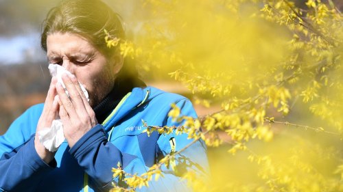 Allergiker leiden unter Pollenflug: Was gegen Heuschnupfen hilft