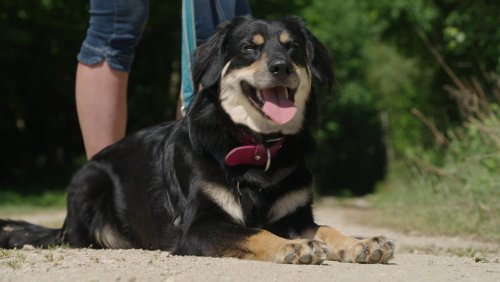 Tödliches Virus für Hunde im Landkreis Landshut festgestellt