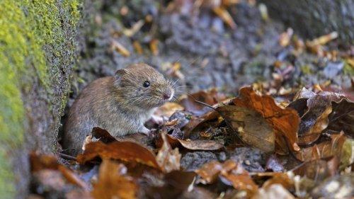 Starker Anstieg von Hantavirus-Erkrankungen in Bayern
