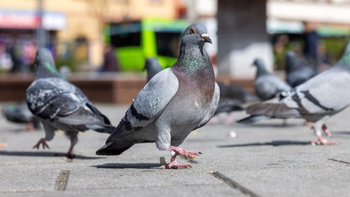 Geliebt, gejagt, getötet: Wie umgehen mit Tauben in der Stadt?